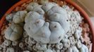 Lophophora williamsii v. caespitosa (colonie)