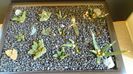 Grup de 14 Ariocarpus