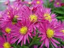 Aster Dumosus Island Bahamas, plantshop 2022