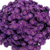 Aster Novii Belgii Magic Purple,  plantshop 2022