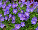 Geranium Rozanne