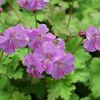 Geranium Karmina