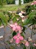 Img.2022.06.14- cornus China....