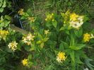 hypericum inodorum