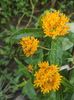 asclepias tuberosa