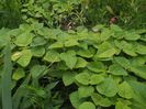 paulownia Fortunei-puieti
