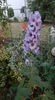 Delphinium(nemtisor) "high society"