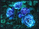 poze-trandafiri_albastri[1]