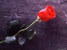 trandafir_rosu[1]