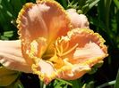 Rose cup