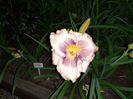 Orchid elegance