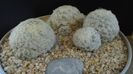 Mammillaria plumosa & Mammillaria plumosa v. roseiflora