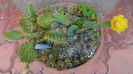 Opuntia humifusa