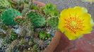 Opuntia humifusa