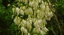 Yucca filamentosa