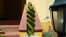 Cereus forbesii cv. spiralis, 30 cm h., 150 lei