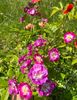 Perennial blue