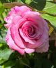D432D8DA-6569-4199-967F-F1E221DE864A