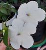 JAY DEE LARGE WHITE