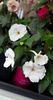 White Glory