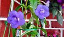 Bouble blue.....