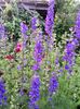 Delphinium de 2 m