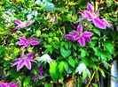 Clematis Doctor Ruppel