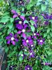 Clematis Julka