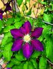 Clematis Julka