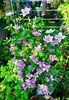 Clematis Piilu