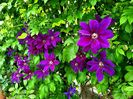 Clematis Wildfire