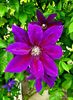 Clematis Wildfire