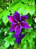 Clematis Wildfire