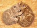 Cats Poze Pisici Imagini Pisicute Wallpapers