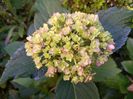 Hydrangea macrophilla "You and Me Forever"