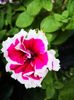 Petunia dubla
