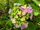 Hydrangea macrophilla "Curly Sparkle"