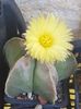 Din nou, astrophytum myriostigma nudum