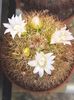 Mammillaria spinosissima cu floare alba