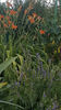 hissopus officinalis(isop)+hemerocallys flava