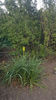 Kniphofia uvaria "lemon"
