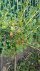 ribes uva crispa(agris)