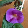 Aurika s Lavender Lady