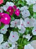 Vinca