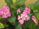 hortensia roz