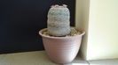 Vanduta - Mammillaria perbella, 80 lei - diam. ghiveci 40 cm