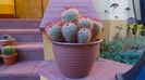 Mammillaria bombycina, colonie, 90 lei - diam. ghiveci 14 cm