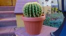 Echinocactus grusonii v. subinermis, 90 lei - diam. ghiveci 16 cm