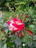 IMG20220626115433