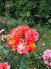 IMG20220626115355
